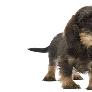 Wire-haired Dachshund / Teckel - puppy in studio Also know as Doxie / Doxies in the US