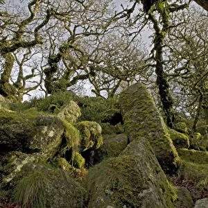 Wistman's wood, Devon. High altitude common oak wood with abundant epiphytes. Dartmoor