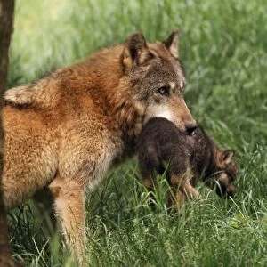 Wolf - Carrying pup in mouth