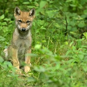 Wolf cub sitting on forest clearing looking into camera Bavaria, Germany