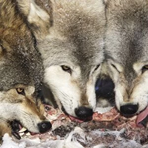 Wolf / Gray Wolf / Timber Wolf - eating White-tailed deer prey. Minnesota USA