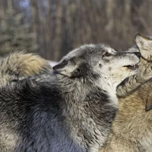 Wolf / Gray Wolf / Timber Wolf - submissive behaviour Minnesota USA