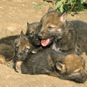 Wolf - five month old cubs