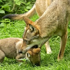 Wolf She-Wolf about to drag off cub by biting lightly into it's neck Bavaria, Germany