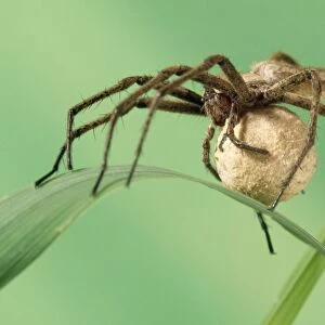 Wolf Spider Carrying egg sack