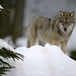 Wolf standing in snow in winter forest Bavaria, Germany
