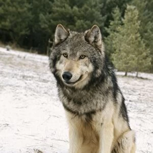 Wolf WAT 3884 Canis lupus © M. Watson / ARDEA LONDON