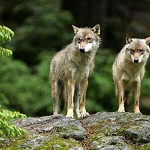 Wolf two wolves standing on rock in forest Bavaria, Germany