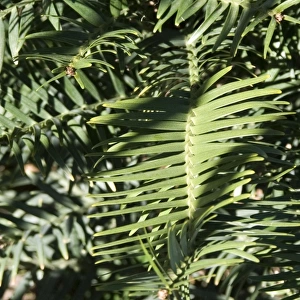 Wollemi Pine - a recently discovered living fossil in cultivation at Australia Brisbane Mt Coot-tha Botanic Gardens (Araucariaceae: Wollemi nobilis)