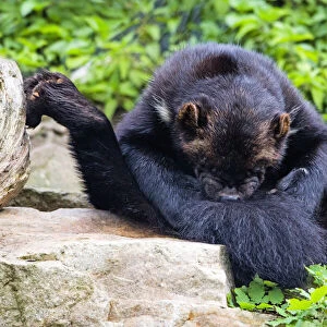 Wolverine; sitting on its haunches, cleaning its fur with its teeh, Hessen, Germany