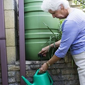 Woman filling watering can from rainwater butt. Cotswolds UK