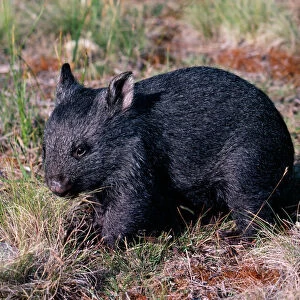 Wombat 3 months old