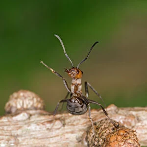 Wood ant defence posture Bedfordshire UK 005174