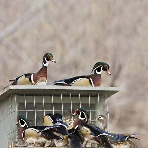 Wood Duck - at bird feeder New Mexico in February