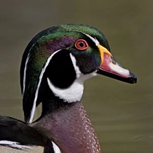 Wood Duck - portrait showing head detail and colours - April - Rochester - England