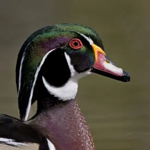 Wood Duck - portrait showing head detail and colours - April - Rochester - England Wood Duck - portrait showing head detail and colours - April - Rochester - England