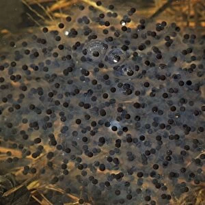 Wood Frog Egg Mass (Rana sylvatica) (Lithobates sylvaticus) - New York - USA - Ranges across much of northern US and Canada - Breeds in temporary vernal ponds in early spring - Males compete for mates by "scramble competition"