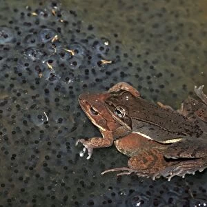Wood Frog Pair in Amplexus (Rana sylvatica) (Lithobates sylvaticus) - Atop communal egg mass - New York - USA - Ranges across much of northern US and Canada - Breeds in temporary vernal ponds in early spring - Males compete for mates by