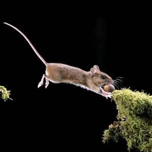 Wood Mouse BB 557 Jumping with hazelnut Apodemus sylvaticus © Brian Bevan / ARDEA LONDON