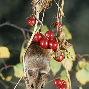 Wood Mouse - climbing for berries