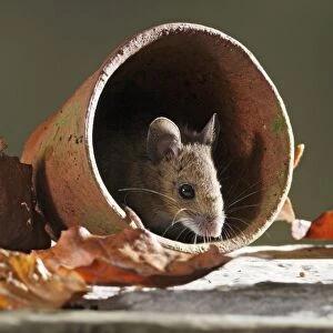 Wood Mouse - in flower pot