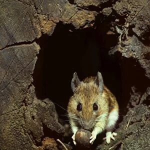 Wood mouse in hollow tree with hazelnut at night