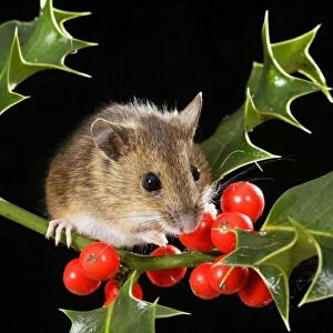 Wood mouse - with holly berries Bedfordshire UK 006593