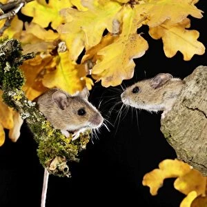 Wood mouse - two by nest hole in tree Bedfordshire UK oo6606