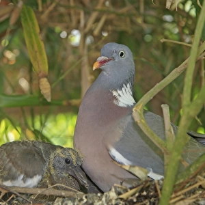 Wood pigeon - adult with chick. Slimbridge - UK
