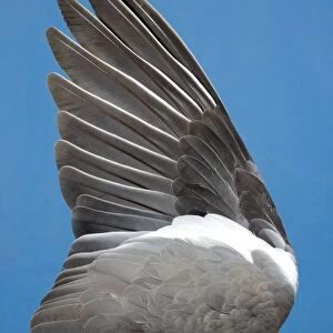 Wood Pigeon Wing of dead bird showing feather arrangement Norfolk UK