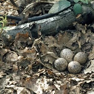 Woodcock nest with 4 eggs
