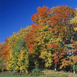 Woodland - Autumn colours, Vermont, New England, USA