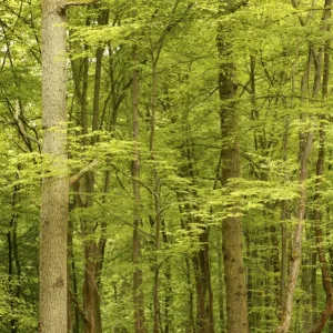 Woodland With Bluebells