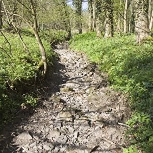 Woodland Stream Dried up in April 2007 Peak District Derbyshire UK