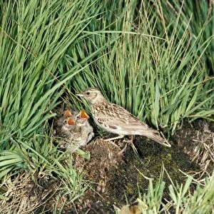 Woodlark - at nest with young