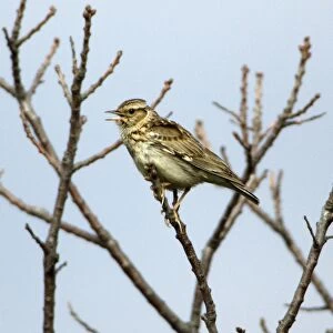 Woodlark - singing from tree, Extremadura, Spain
