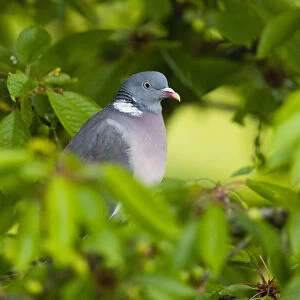 Woodpigeon, perched amongst cherry tree leaves, in the rain, resting with raindrops on festhers, Hessen, Germany
