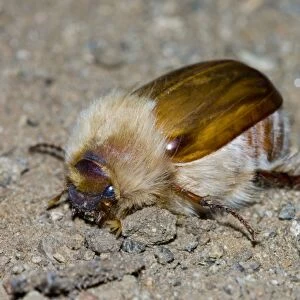 woolly chafer - Adult. Feeds on vegetation, flying at dusk or night; attracted to lights. Fur covering insulates beetle from cold, enabling it to remain active longer into the night