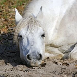Working Horse - lying down sleeping - Okskii Wildlife Reserve - near Ryazan - central Russia - autumn - September Ok39. 1532