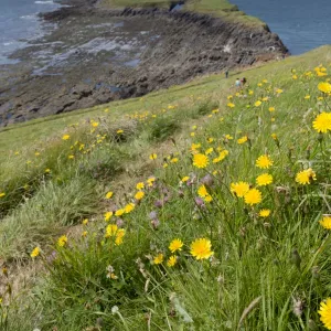 Worms Head - Rhossili - Gower - Wales - UK