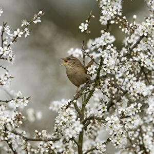 Wren - Singing In Blackthorn blossom, Spring Norfolk UK