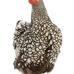 Wyandotte chicken - silver laced. In studio