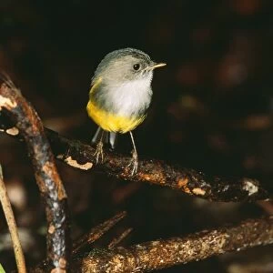 Yellow Bellied Robin JPF 12477 Endemic to New Caledonia, forest dwellers. Eopsaltria flaviventris © Jean-Paul Ferrero / ardea. com