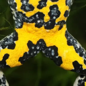 Yellow-bellied Toad - close-up of underside - Switzerland Yellow-bellied Toad - close-up of underside - Switzerland