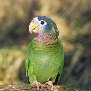 Yellow-billed Amazon Parrot - perched on branch 