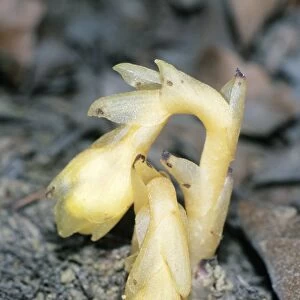 Yellow Bird's-nest - parasitic flowering plant, Lower Saxony, Germany