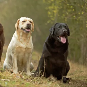 Yellow, Black and Chocolate Labradors - sitting