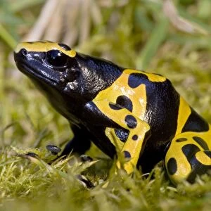 Yellow and Black Poison-Arrow Frog - Native to South America