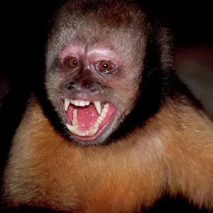 Yellow-breasted capuchin / Buff-headed Capuchin / Buffy-headed Capuchin / Golden-bellied Capuchin - With mouth open showing teeth (Previously known as: Cebus apella) Bahia, Brazil