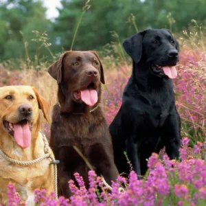 Yellow Chocolate & Black Labrador Dogs